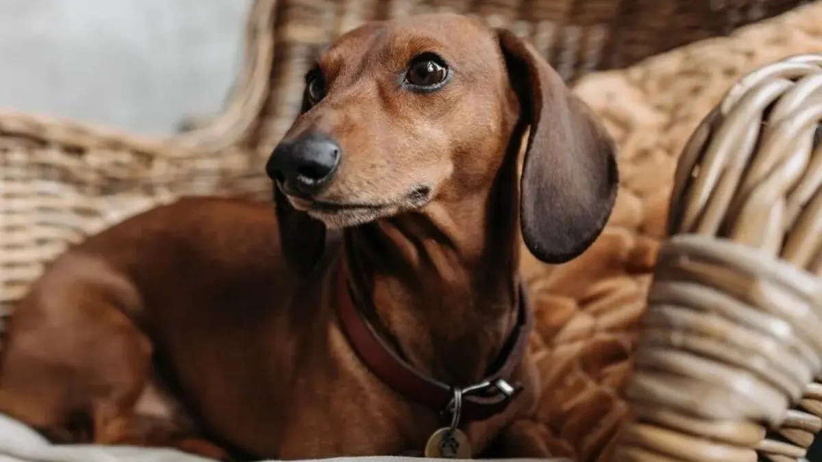 campo de la cruz salchiencuentro