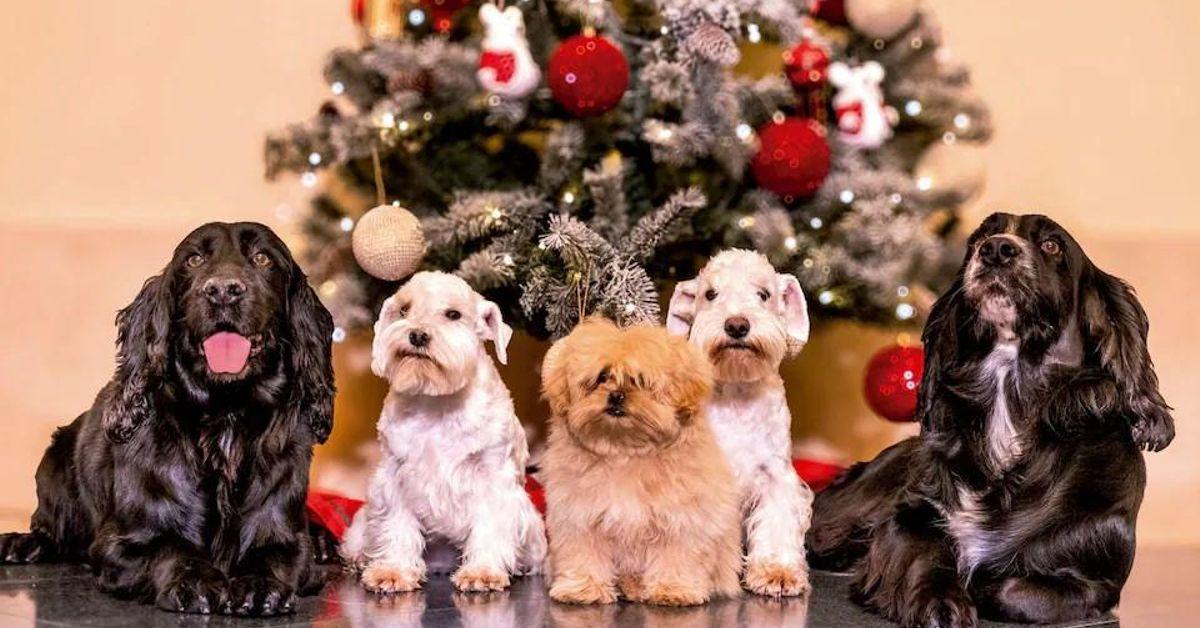 postal navidena con perros reyes emeritos postal navidena con perros reyes emeritos