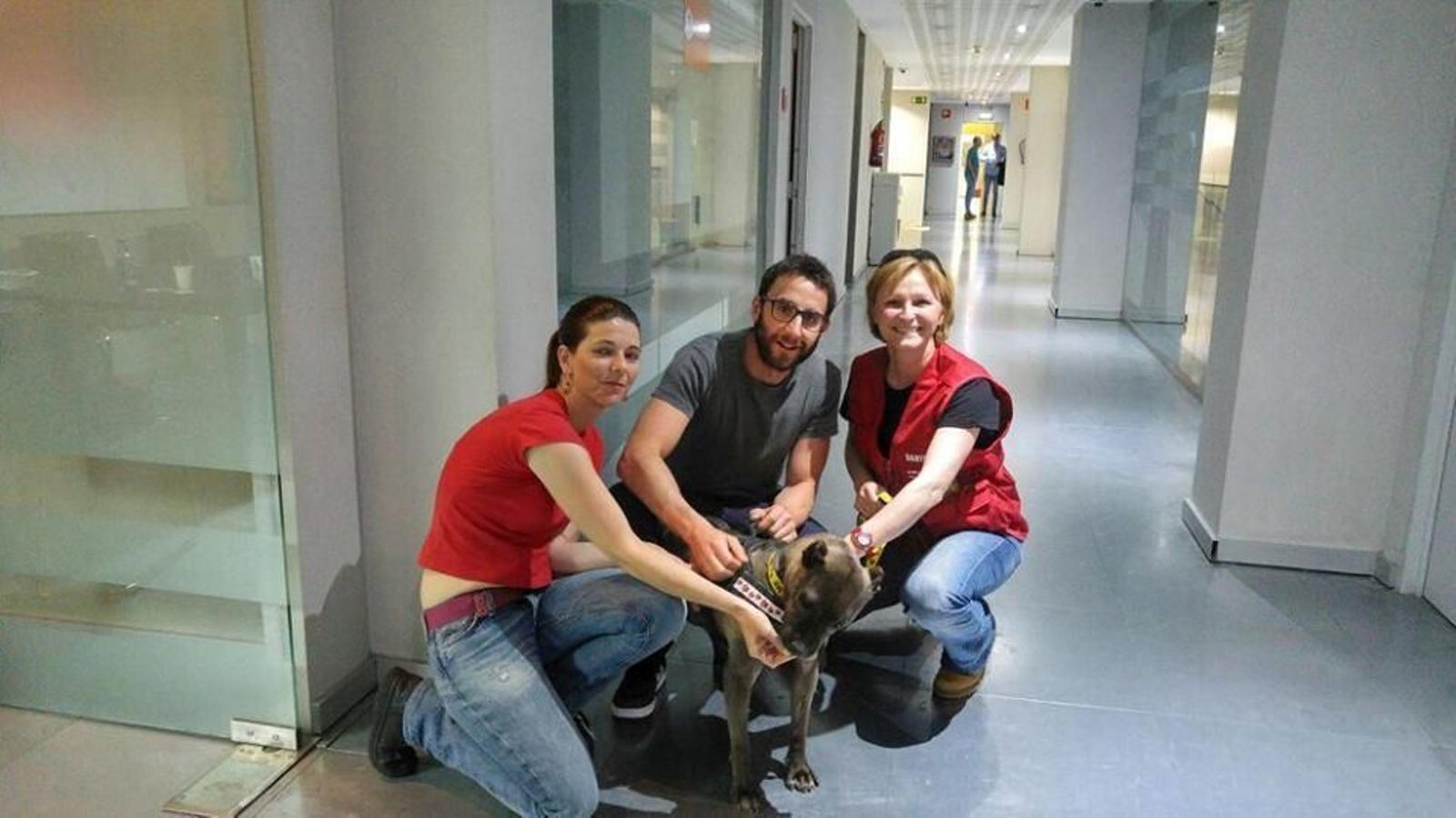 perros en pasarela para adopcion