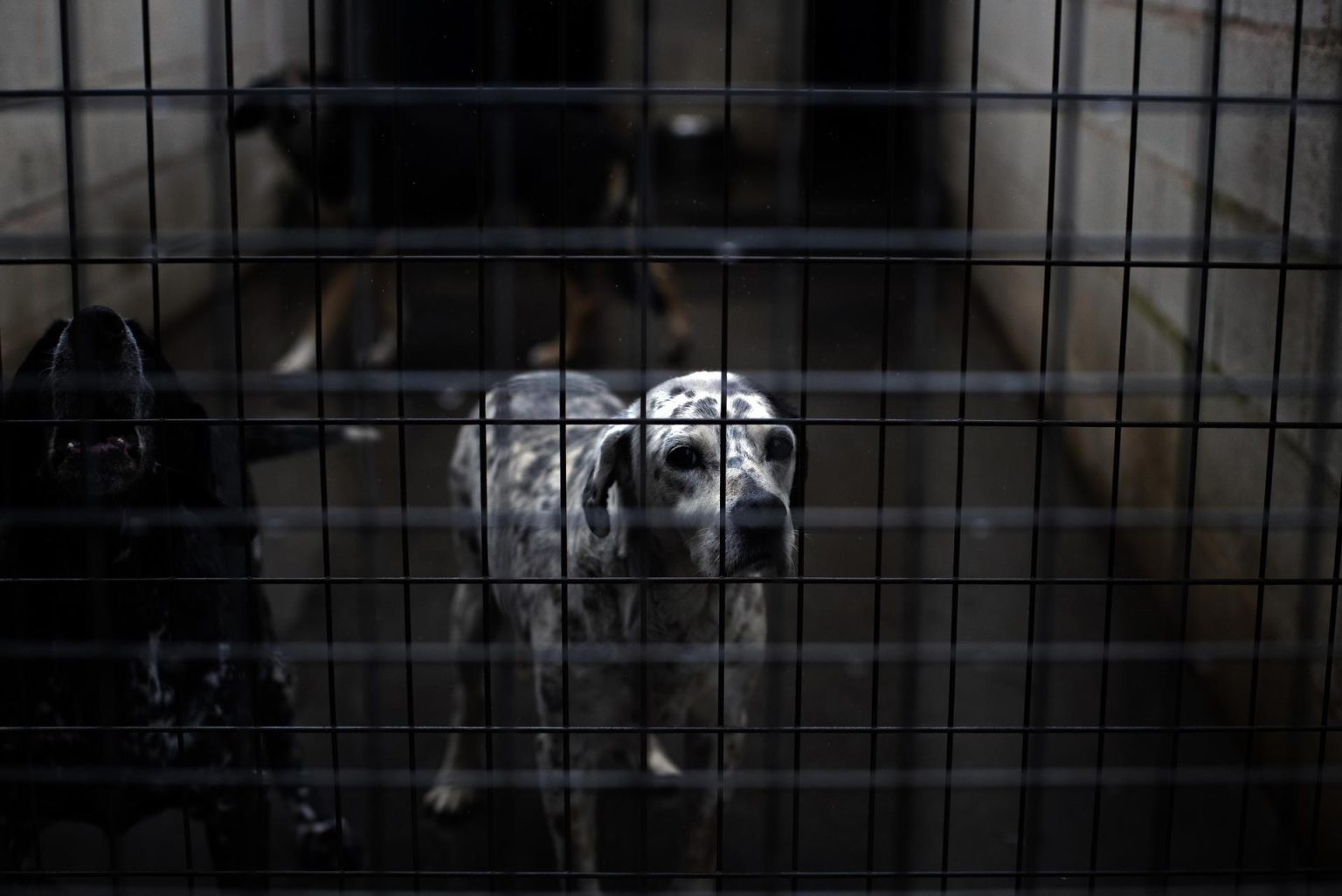 Aide publique pour renforcer la protection des animaux : enjeux et solutions efficaces