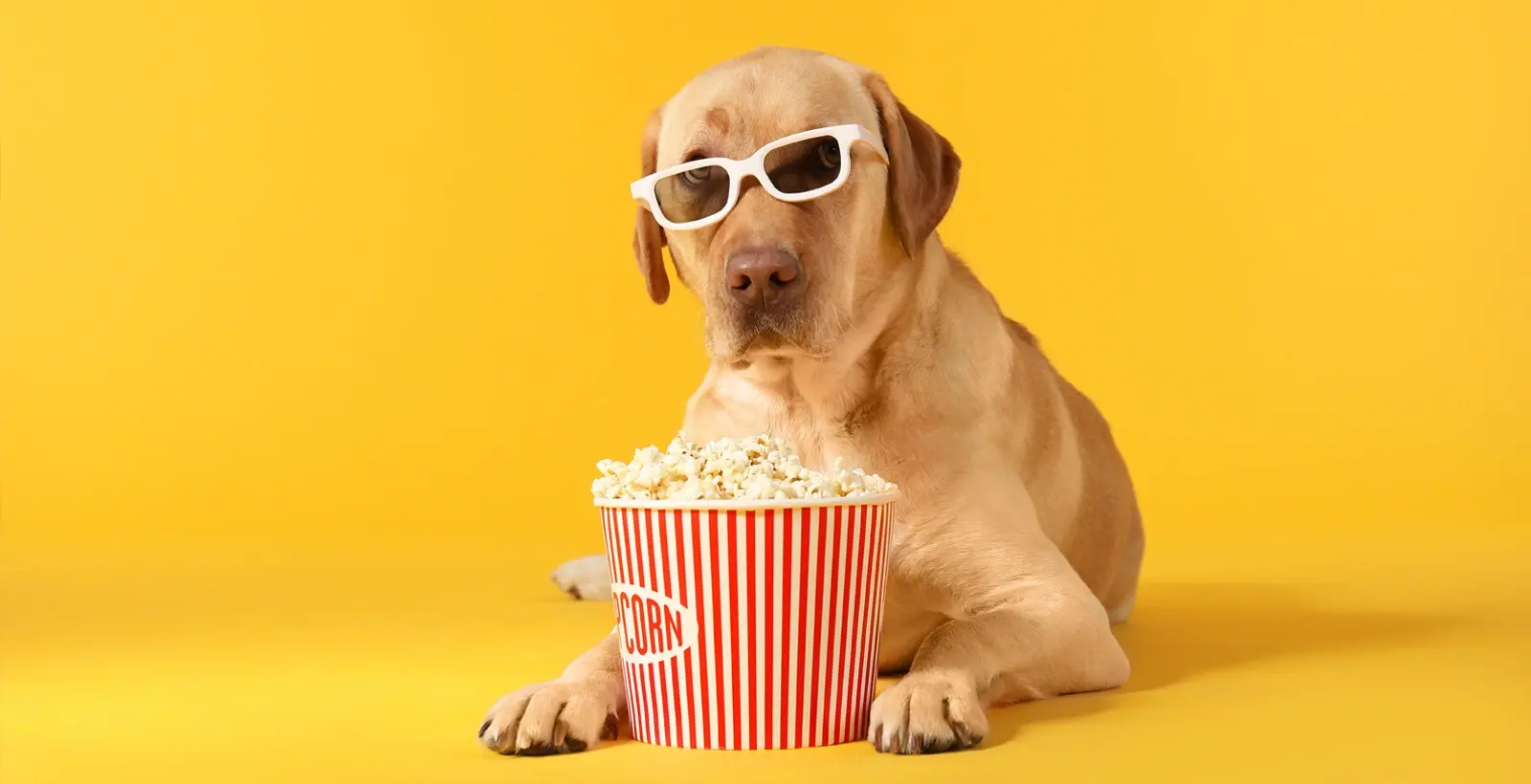 comédies familiales avec des chiens protagonistes