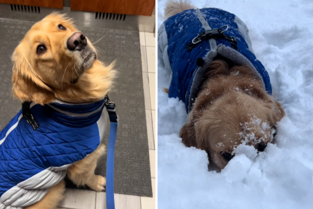 ¿A tu perro le encanta la nieve? Consejos esenciales para su cuidado invernal y disfrute seguro