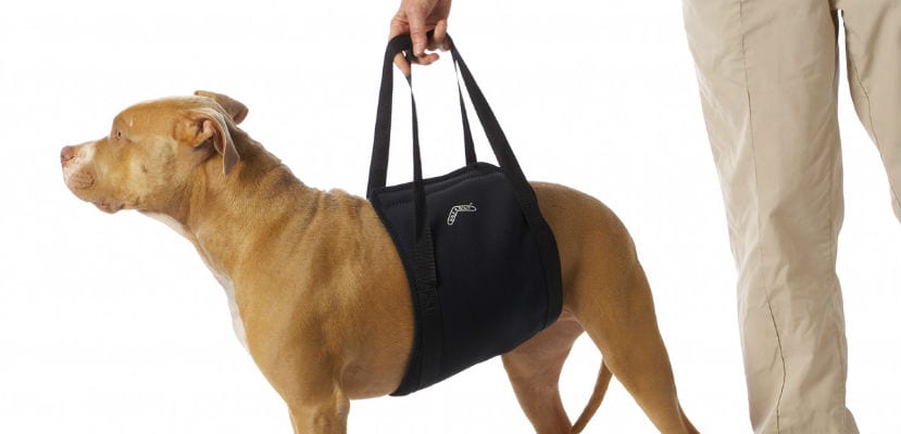 Traitement efficace de la dysplasie de la hanche chez les chiens : soins, thérapies et options chirurgicales incontournables