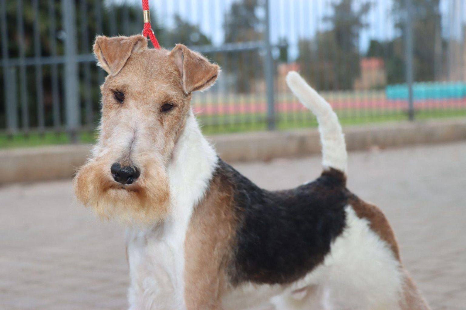 Canins et félins s’unissent à Torrent : un événement international incontournable pour les passionnés d’animaux.