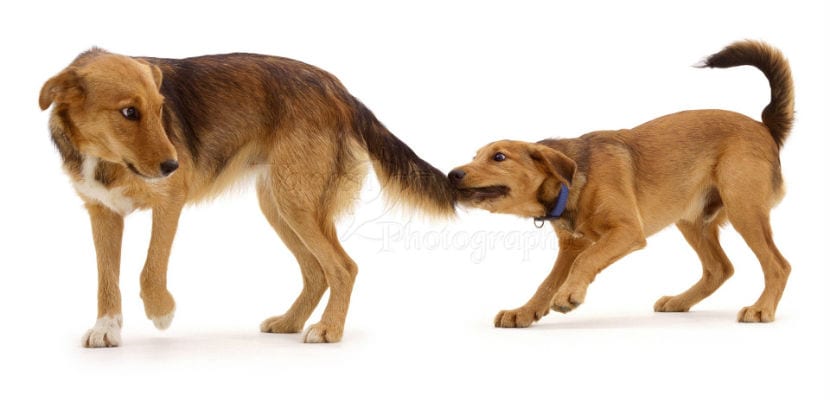 « Interprétation des mouvements de la queue du chien : décryptage de ses significations essentielles »