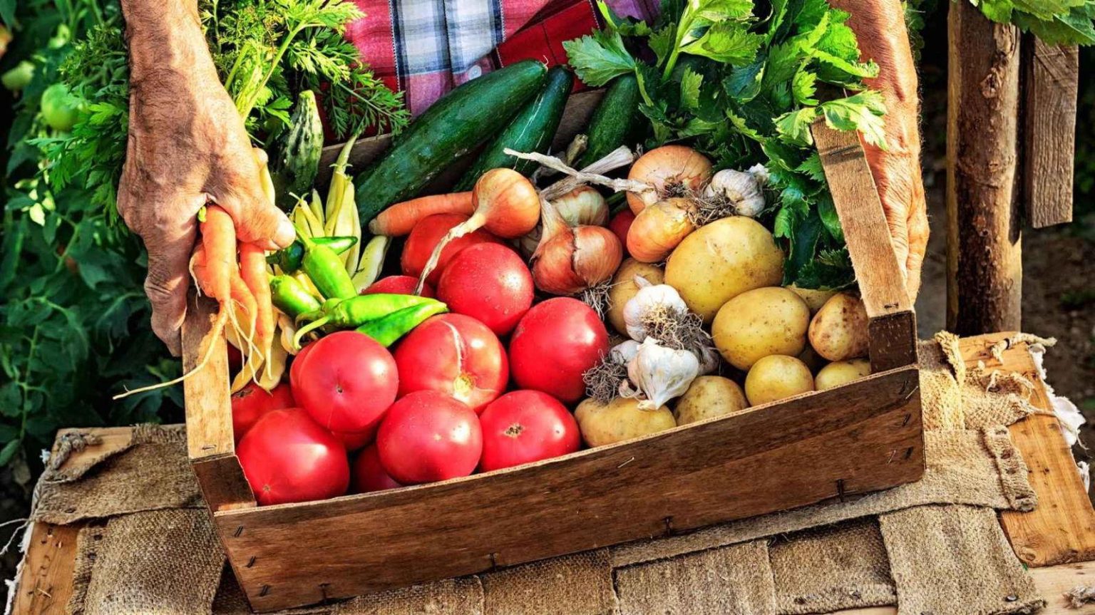 Records de superávit dans la production écologique espagnole : tendances et perspectives dans l’agriculture durable