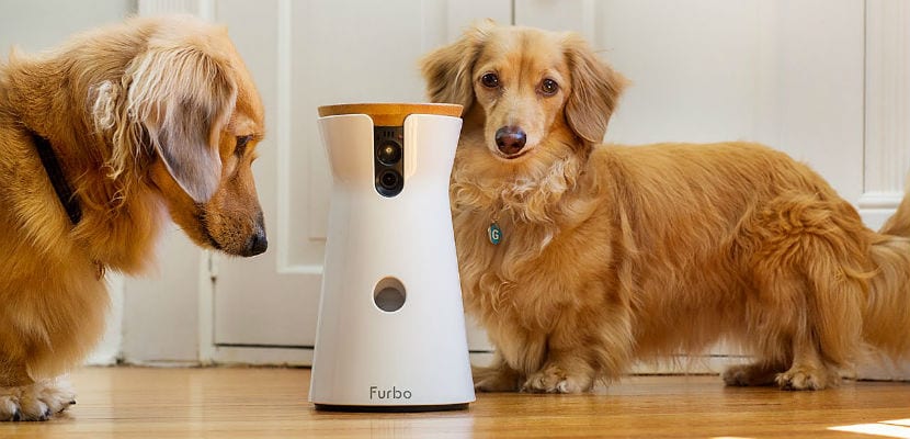Furbo : la caméra interactive pour chiens qui lance des friandises et crée des liens précieux.