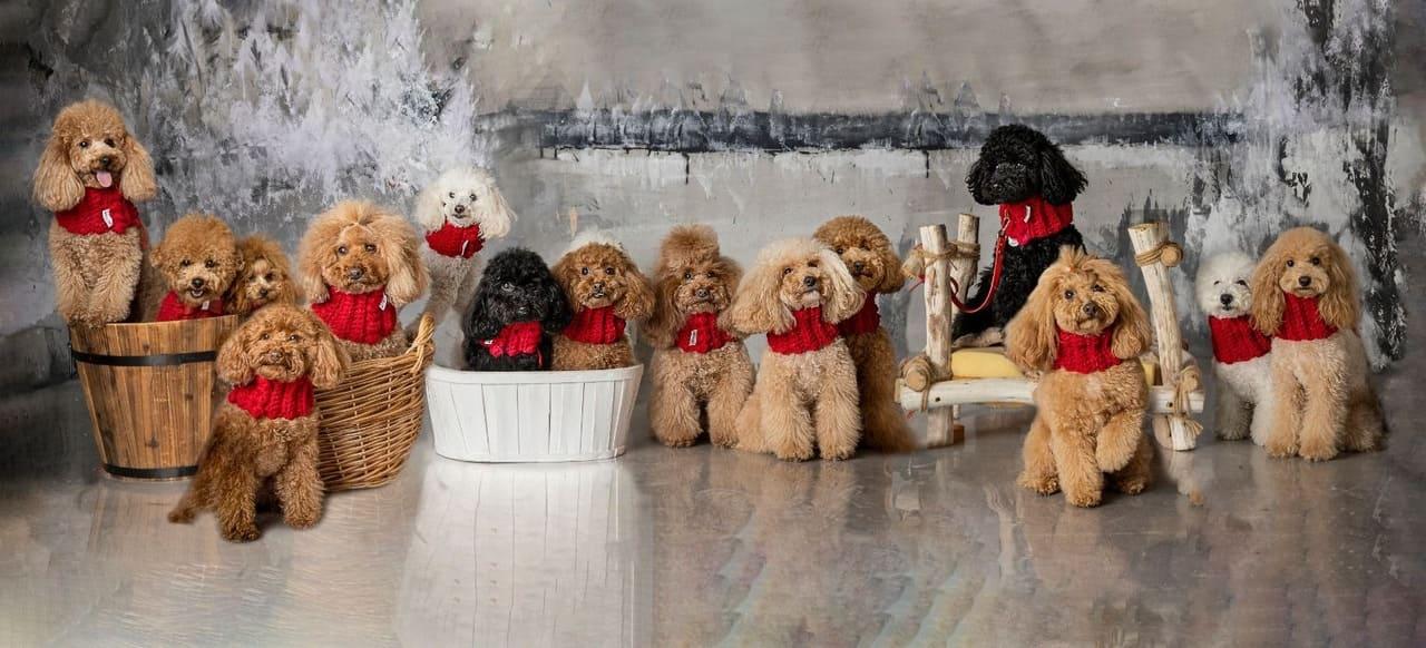 stands au marché pour chiens de Zaragoza