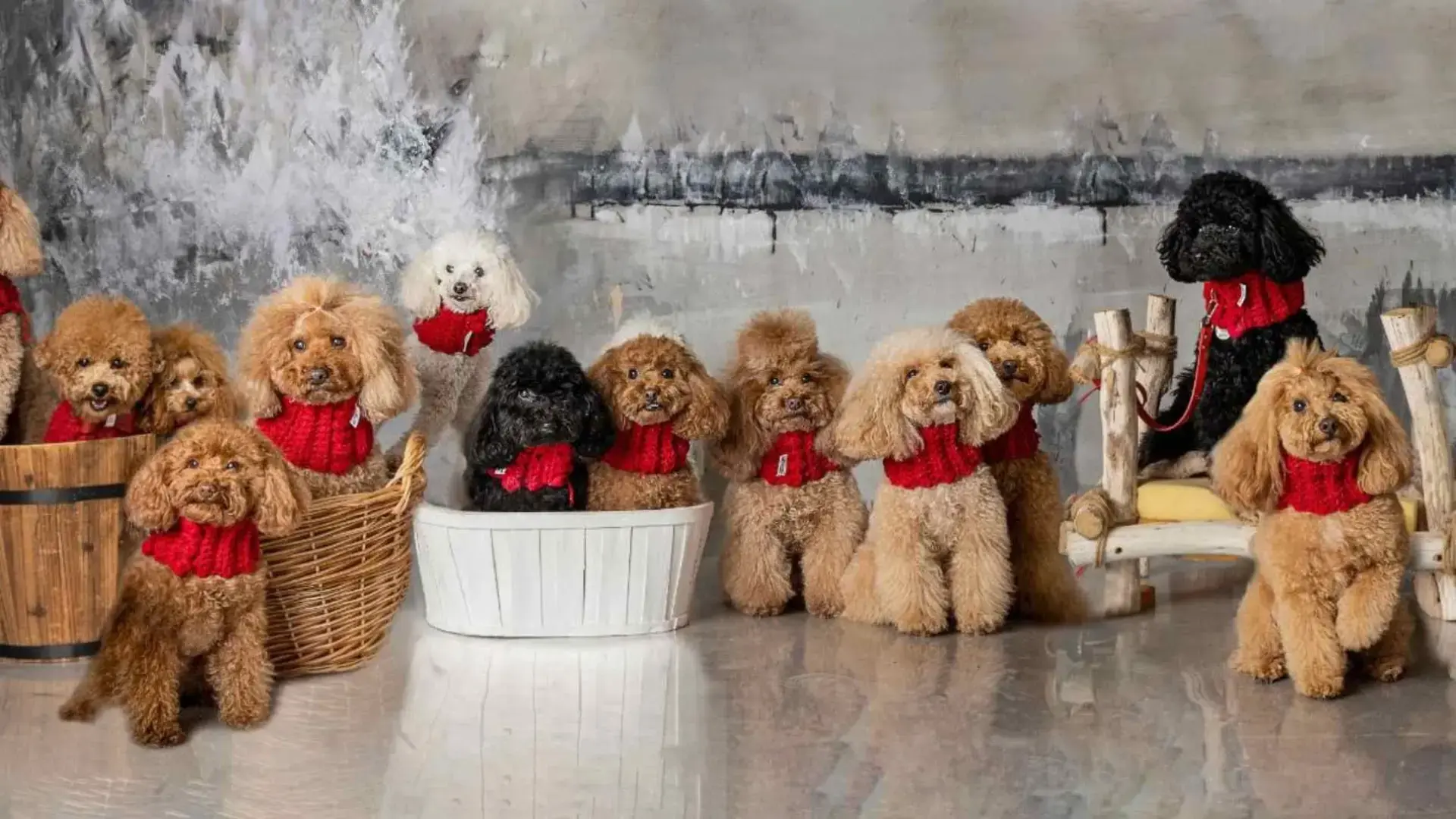 marché pour chiens de Zaragoza