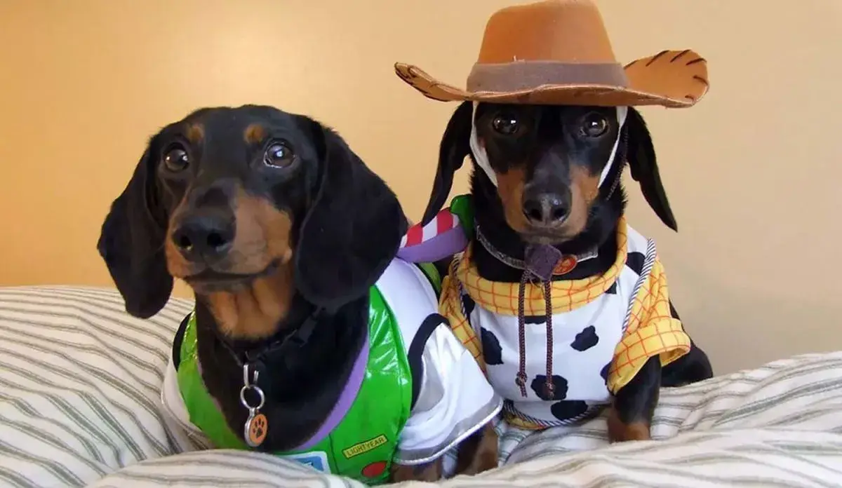 origen del salchiencuentro para perros salchicha