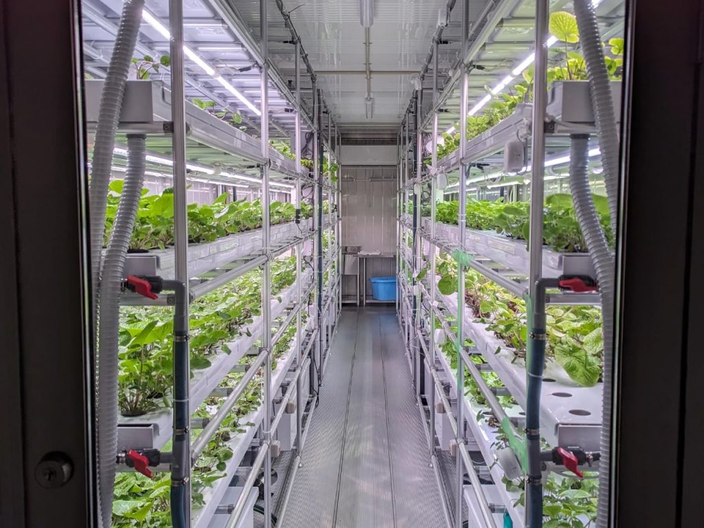 Révolution Culinaires : Comment une Startup Japonaise Transforme la Culture du Wasabi dans des Conteneurs de Transport