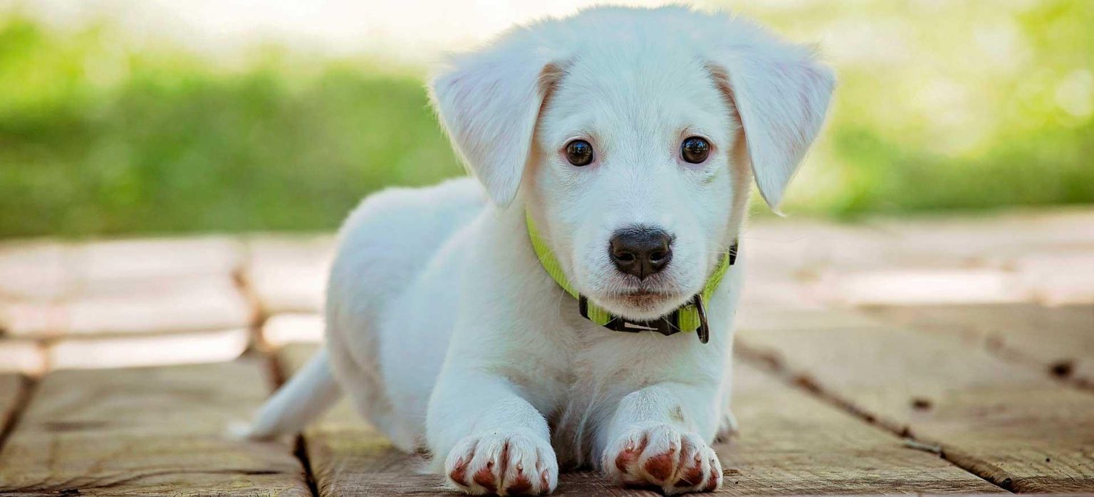 Histoires inspirantes de protectoras : comment aider à sauver des vies des animaux en détresse