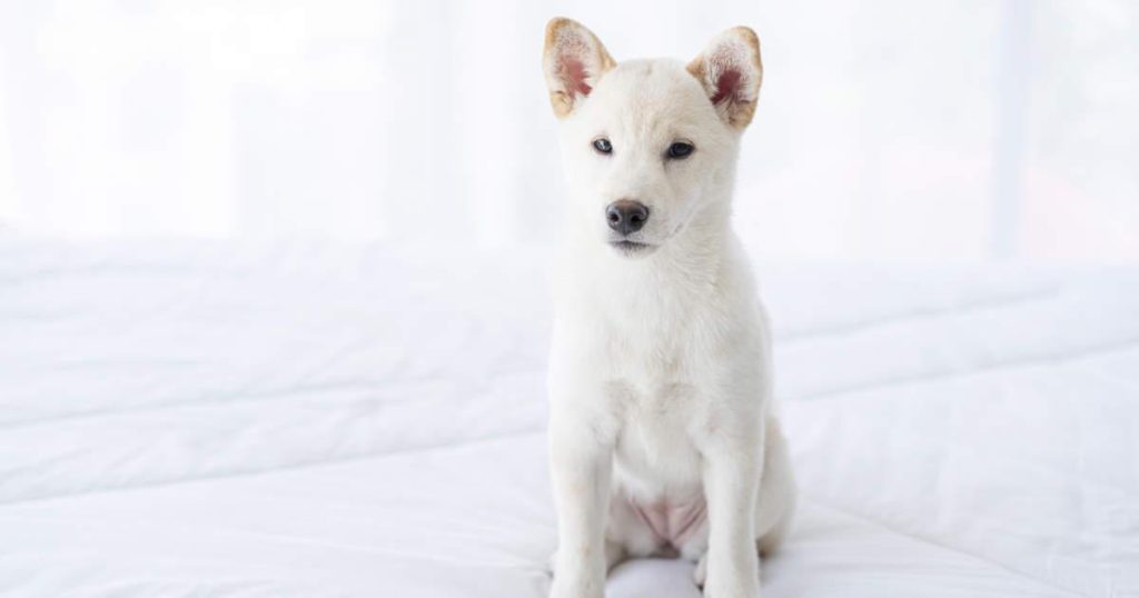 Voici un titre SEO accrocheur :
« Tout savoir sur la race canine et les étapes pour une adoption réussie »