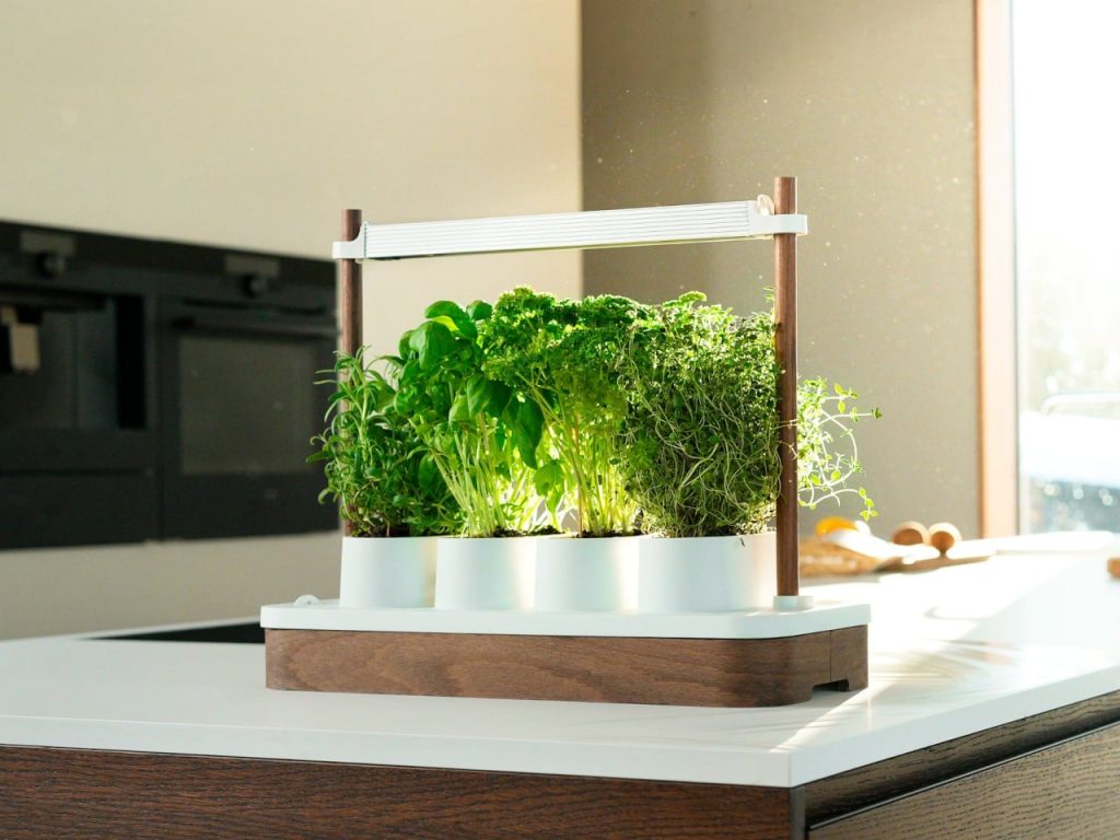 Découvrez l’Auk Mini : Faites Pousser 4 Herbes Fraîches Directement Sur Votre Comptoir Sans Appareil Ni Pompe !