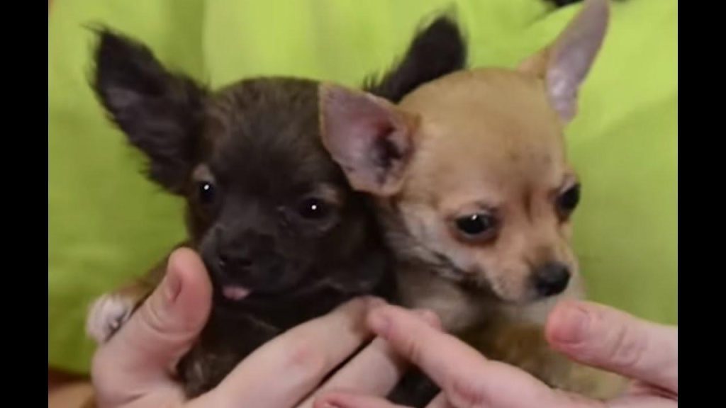 Guide essentiel sur la race et ses soins : tout ce que vous devez savoir pour un compagnon heureux