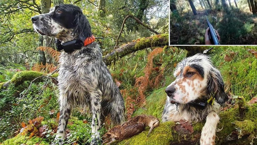 Caza de la becada avec setter anglais : chiens, nature et héritage traditionnel de la chasse