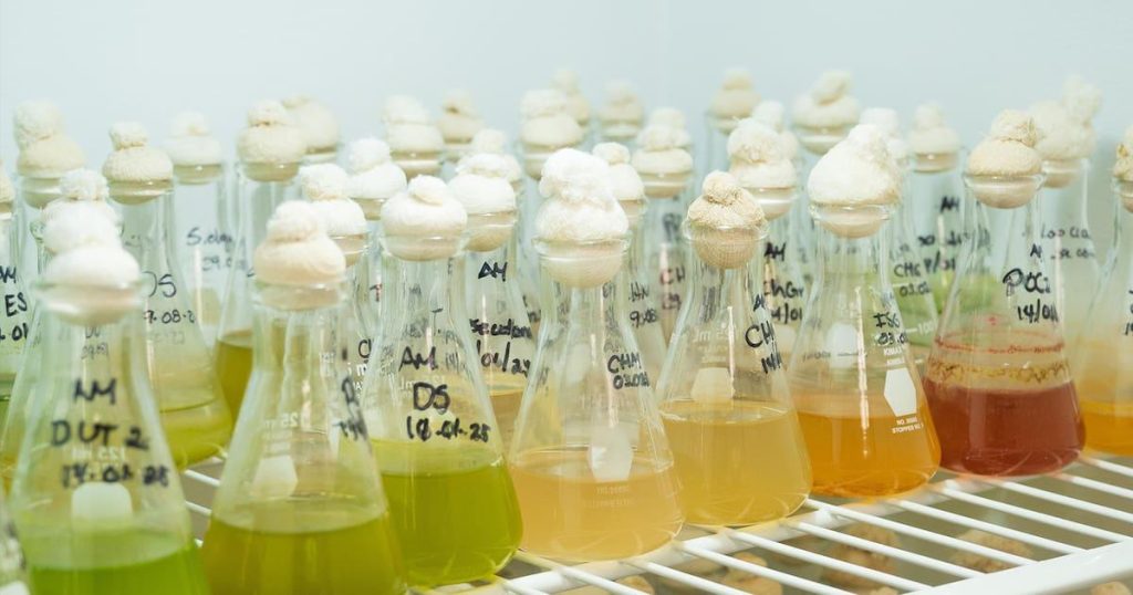 Méthode innovante pour cultiver des microalgues et produire du biodiesel durable