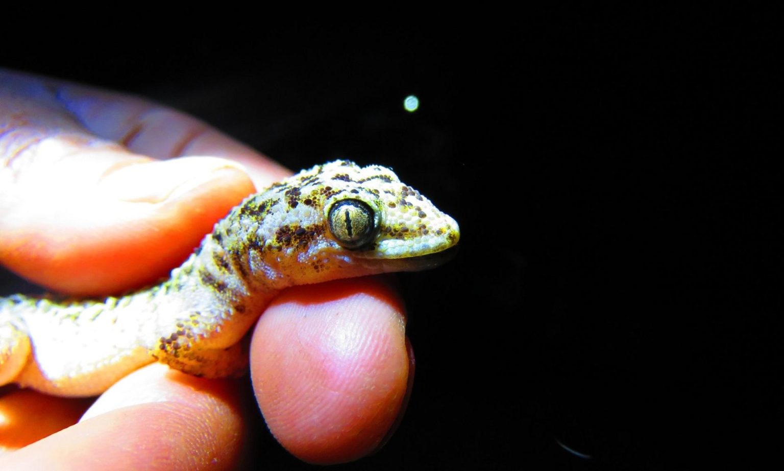 Nouvelle découverte d’une espèce de gecko endémique au sein de la réserve de la biosphère de Tehuacán-Cuicatlán