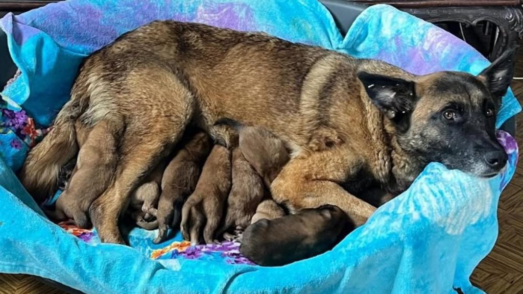 Voici un titre SEO accrocheur :
« Situation, risques et conseils essentiels sur cette maladie canine à connaître absolument »