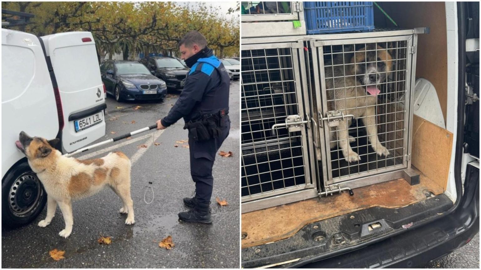 Peur à Portonovo : un chien dangereux en liberté inquiète les habitants