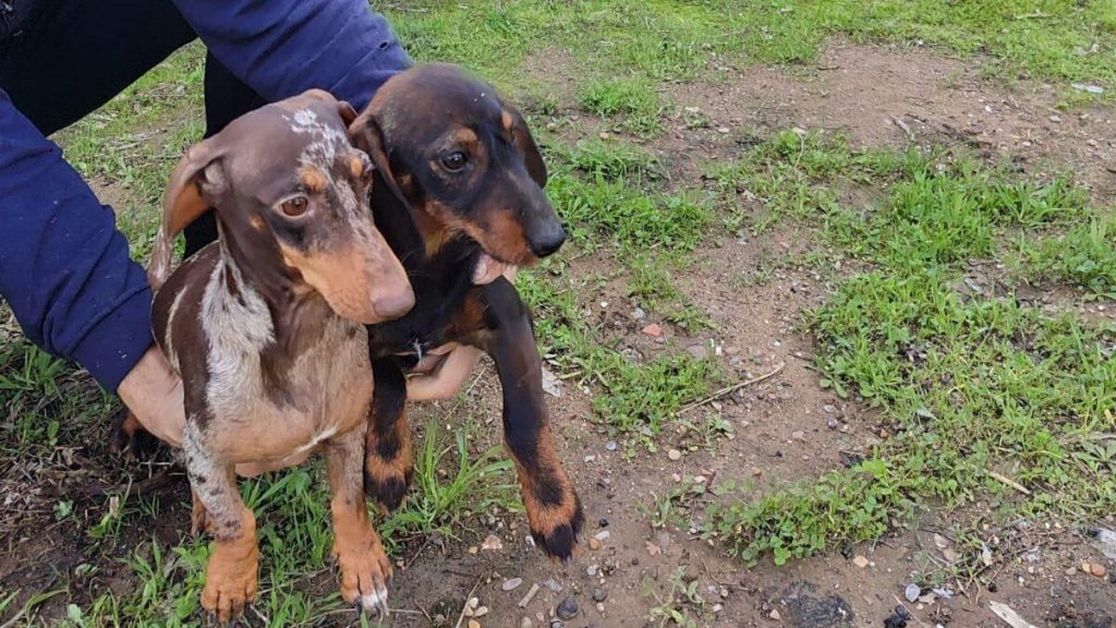 Así cayó la banda de Guateckel : enquête sur une chute inattendue du gang et ses répercussions.
