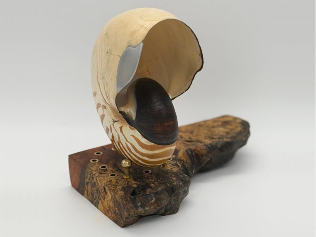 Découvrez comment une coquille de Nautilus vieille de 500 millions d’années est devenue un haut-parleur étonnant !