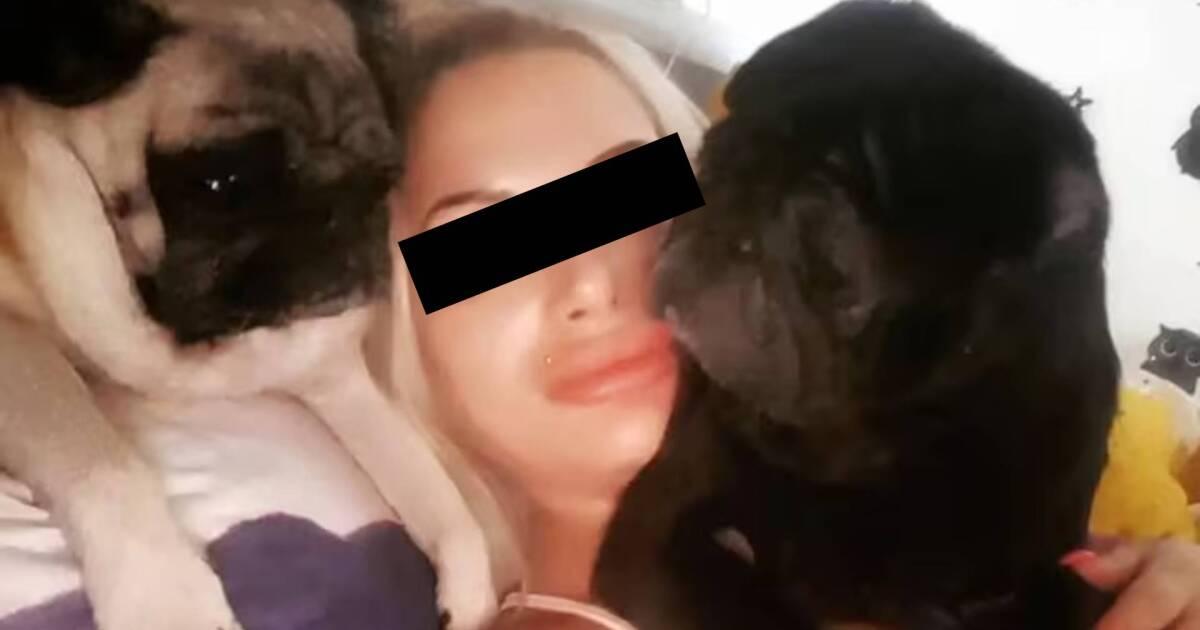 Pug race brachycéphale