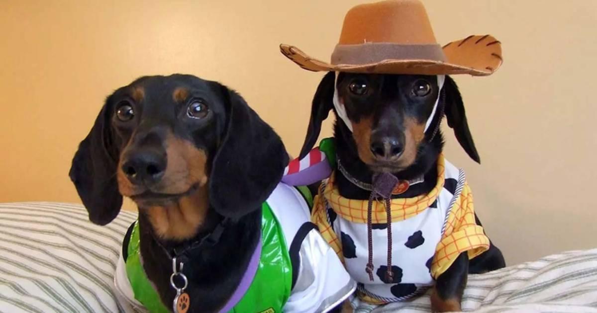 Événement carnaval de chiens saucisses