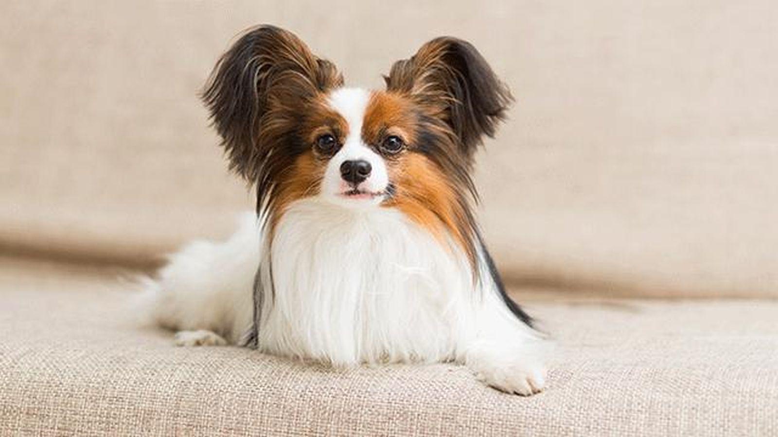 Origine du chien Papillon