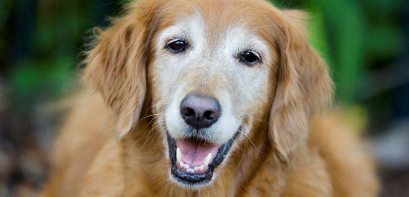 Comment identifier et prendre soin de votre chien senior : conseils essentiels pour son bien-être