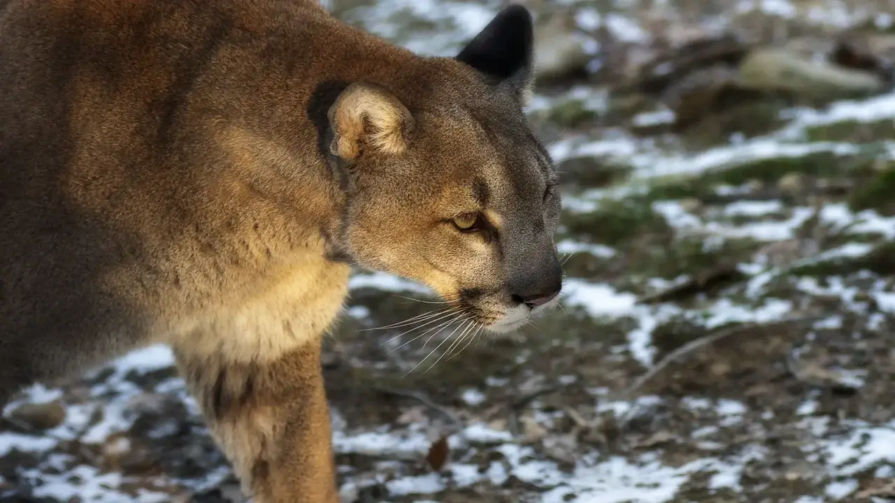 Puma enregistré par caméras de piège dans une zone montagneuse