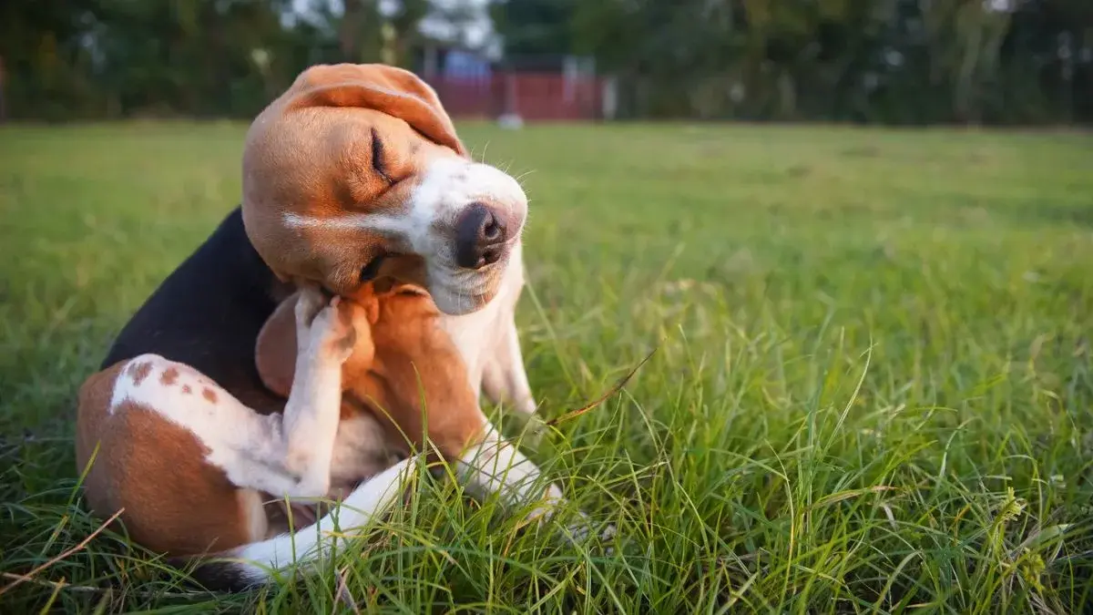 desparasitar cachorros en casa