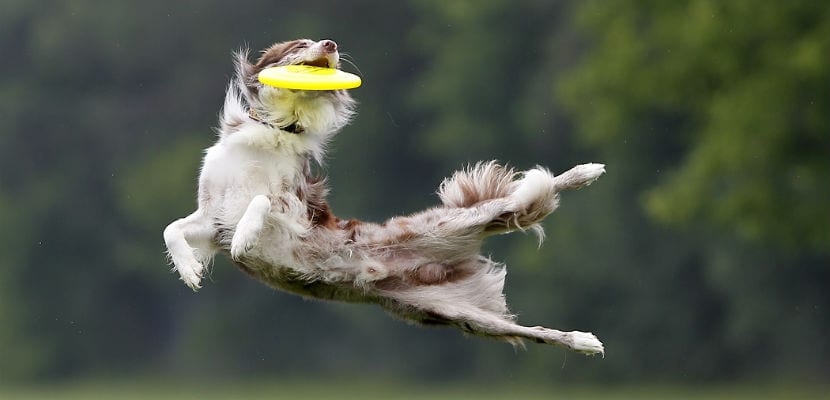 Activités sportives pour chiens : avantages et guide pas à pas pour commencer facilement