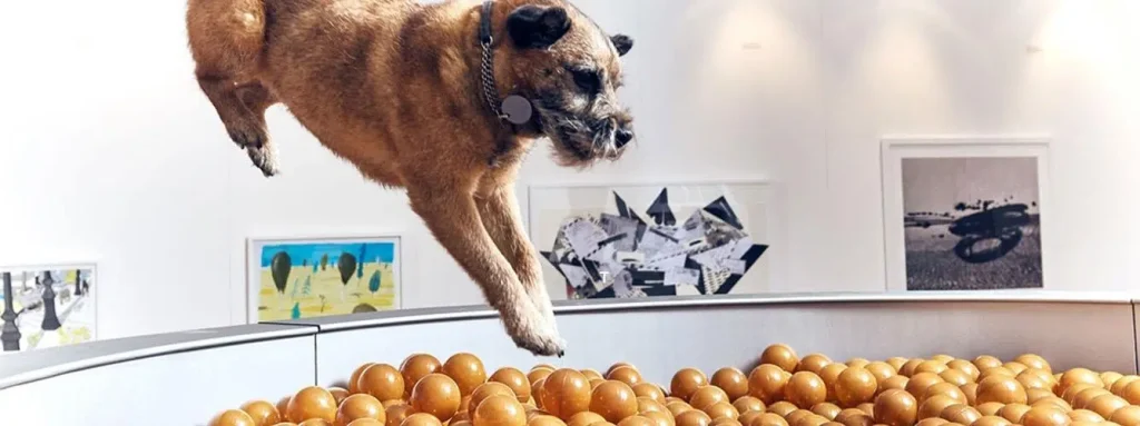 La fascinante exposition d’art pour chiens transformant le jeu en chef-d’œuvre unique