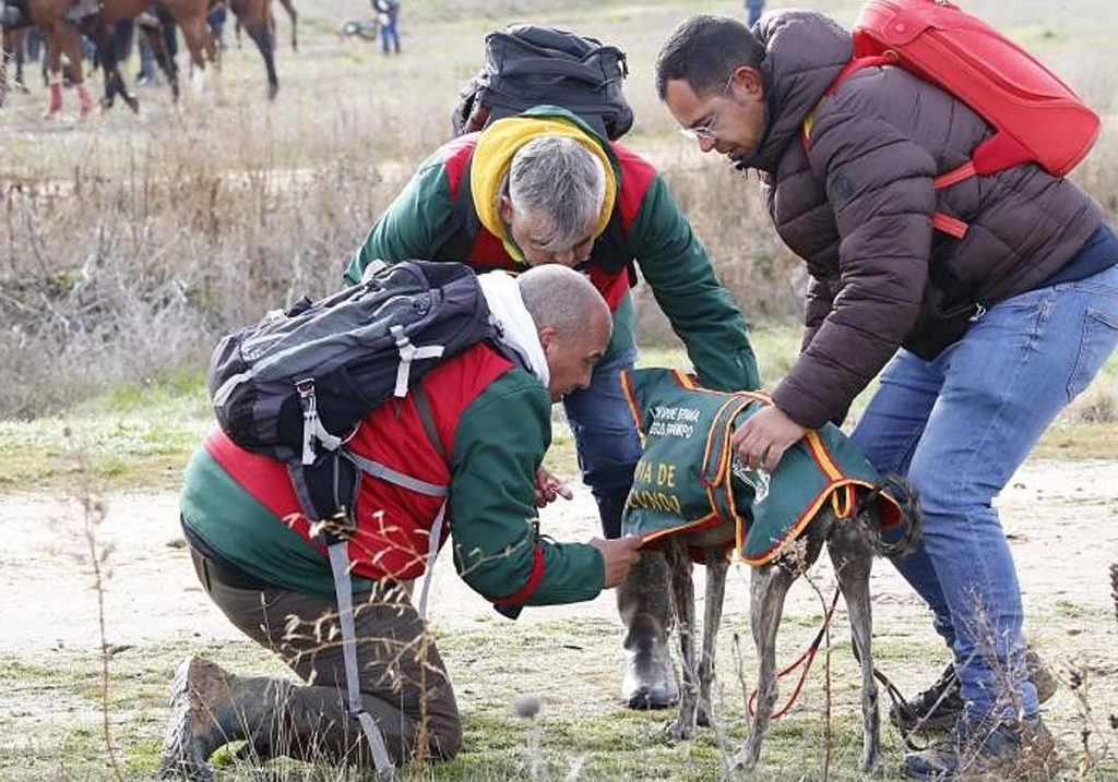 Supercopa de galgos de Castilla y León annulée : impacts des conditions climatiques sur la compétition de chiens de course