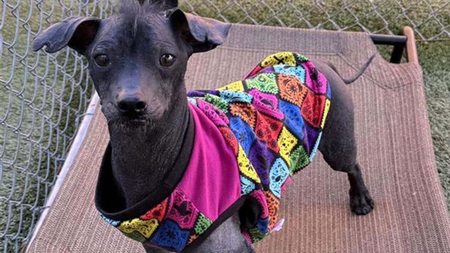 Voici un titre SEO accrocheur :
« Tout savoir sur cette race unique : guide complet et conseils essentiels »