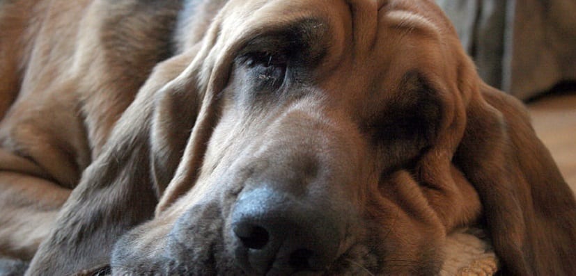 Bien sûr ! Voici un nouveau titre SEO basé sur vos critères :
« Caractéristiques et histoire fascinante, soins essentiels de votre plante d’intérieur »