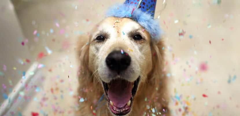 Célébrer et prendre soin de votre compagnon : des conseils essentiels pour une relation épanouissante