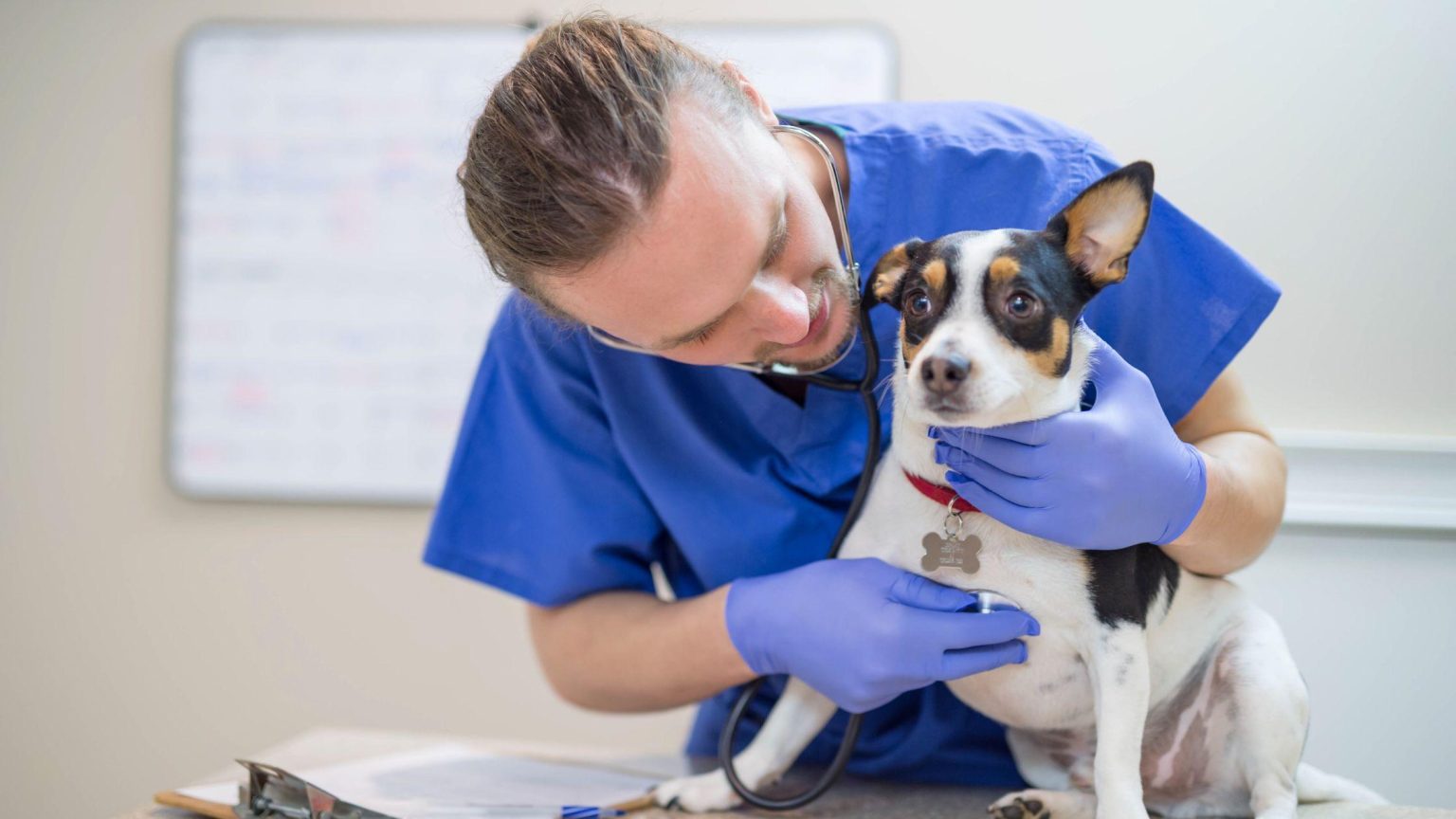 Formation innovante pour vétérinaires et spécialistes animaliers : compétences essentielles pour un meilleur soin des animaux
