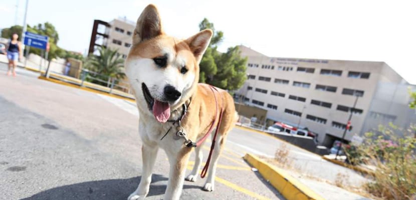 Maya, la chienne loyale qui a attendu sa propriétaire à l’hôpital : une histoire de fidélité touchante