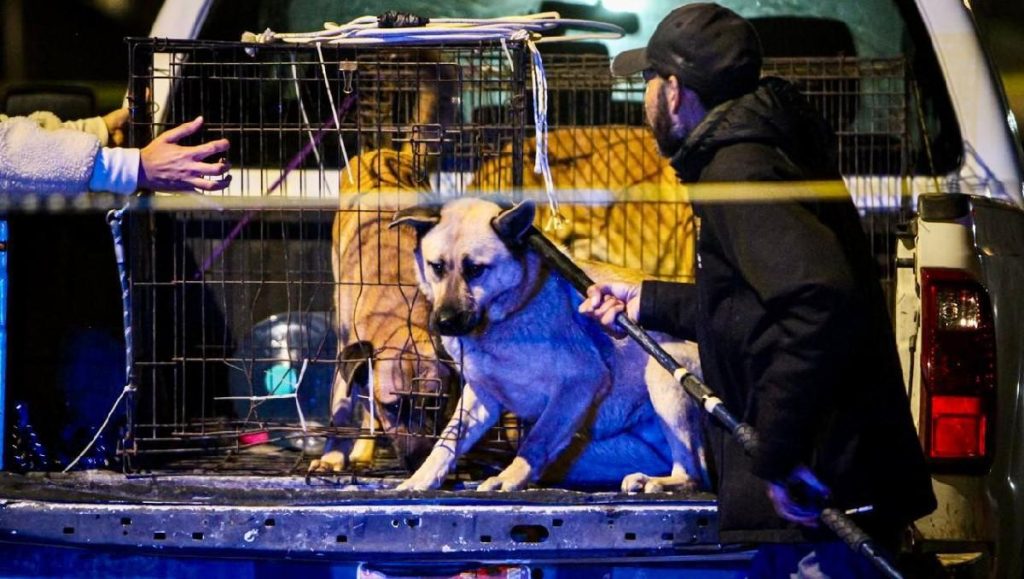 Un enfant de quatre ans dans un état critique après une attaque brutale de chiens à Tijuana