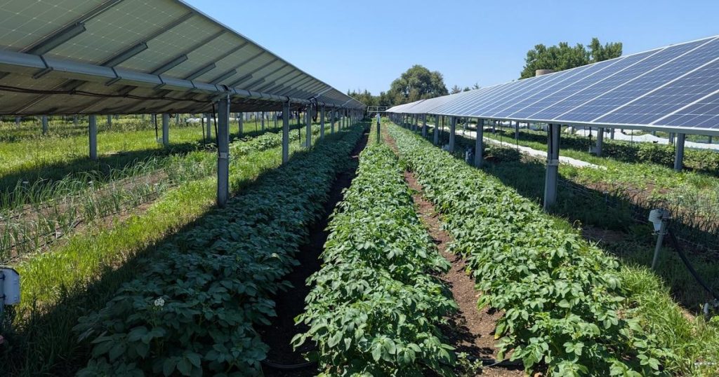 Comment les panneaux solaires sur les cultures atténuent le stress thermique au champ et améliorent la durabilité agricole