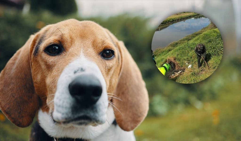 Indignation à Suba suite à l’incinération d’une chienne à Santa Cecilia : un cri de colère contre la cruauté animale