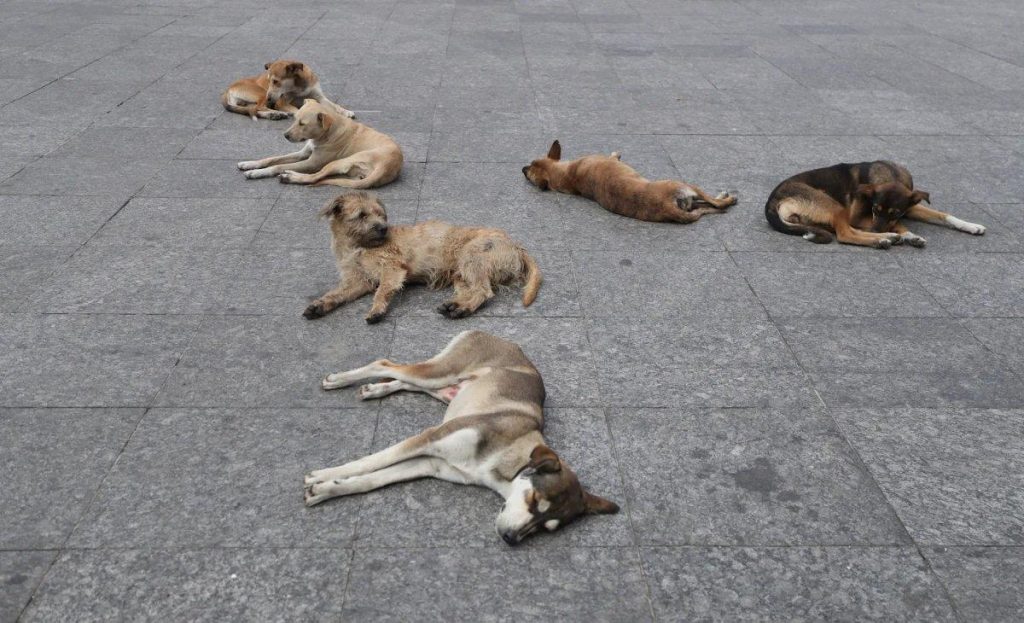 Gestion controversée des chiens errants au Maroc : enjeux et défis à l’approche du Mondial 2030