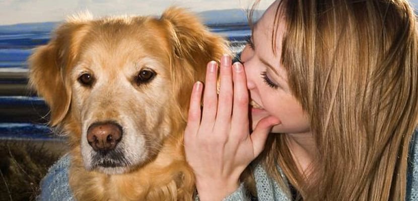 Comprendre si les chiens saisissent vos mots et votre ton : la science en révèle les secrets