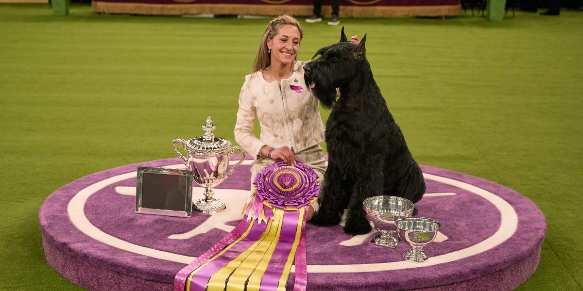 Westminster Dog Show en Nueva York