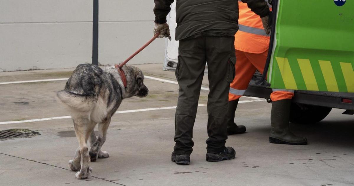 Chiens et chats transférés par Sadeco