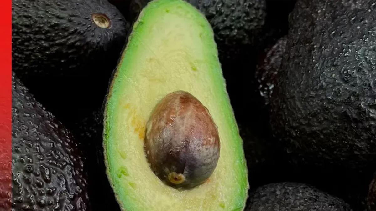 guardian forestier avocat