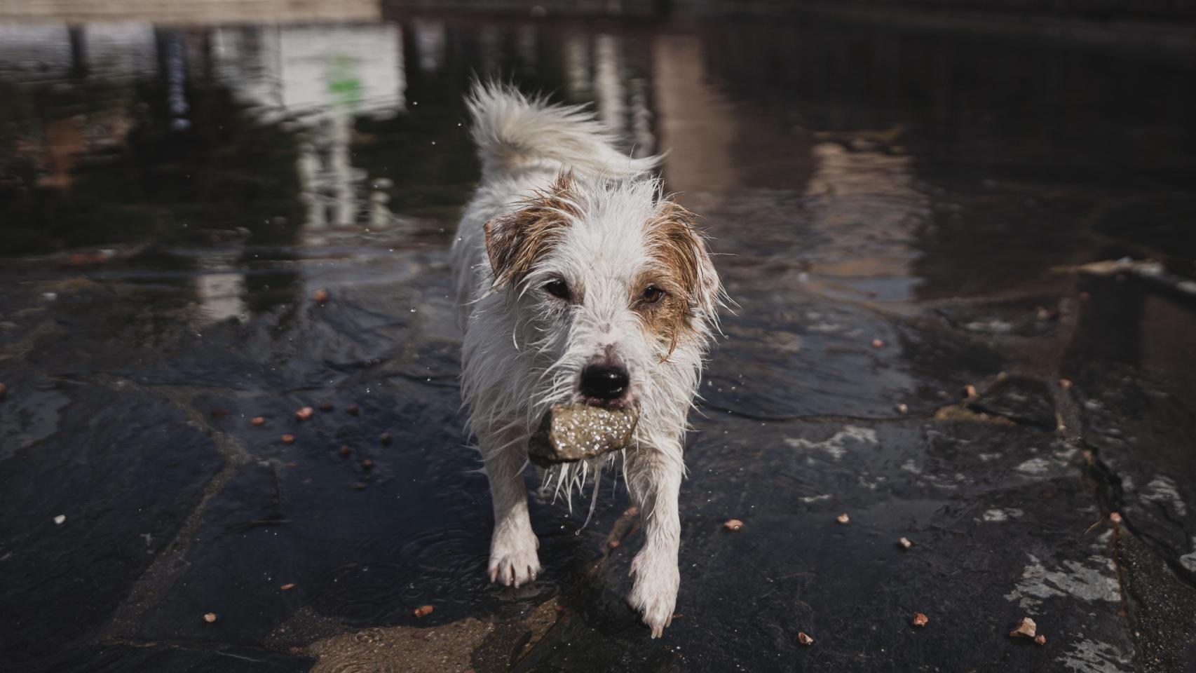 Turco, le chien adopté par Marc Márquez et Gemma Pinto