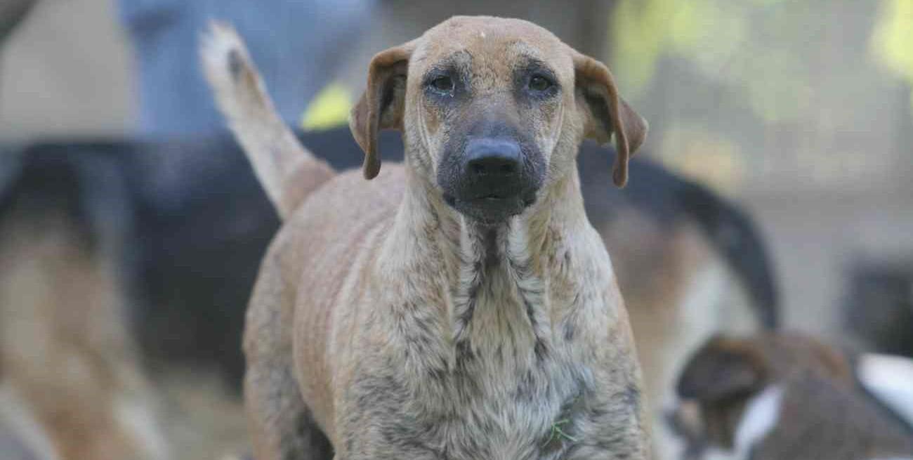 chienne et chiots secourus de la canalisation